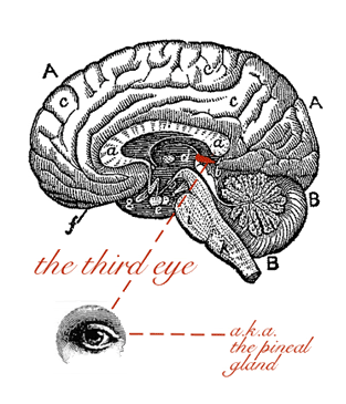 brain-side-view-of-3rd-eye1