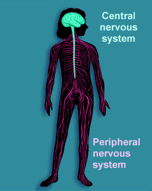 nervoflashihgsystem-1