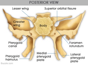 posterior-view-of-sphenoid-bone